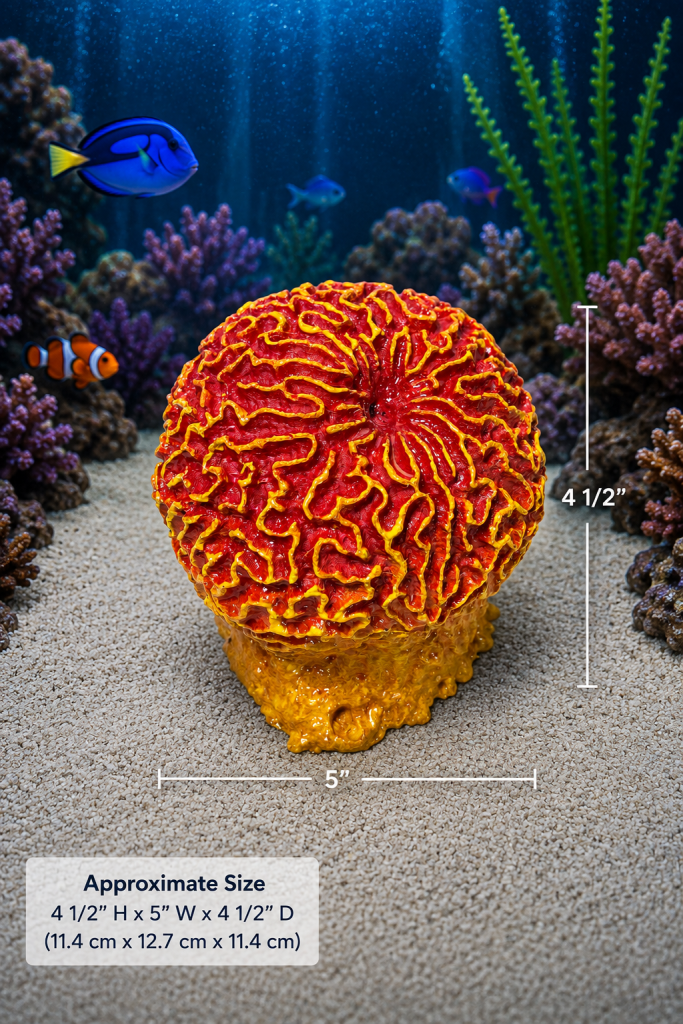 Brain Coral