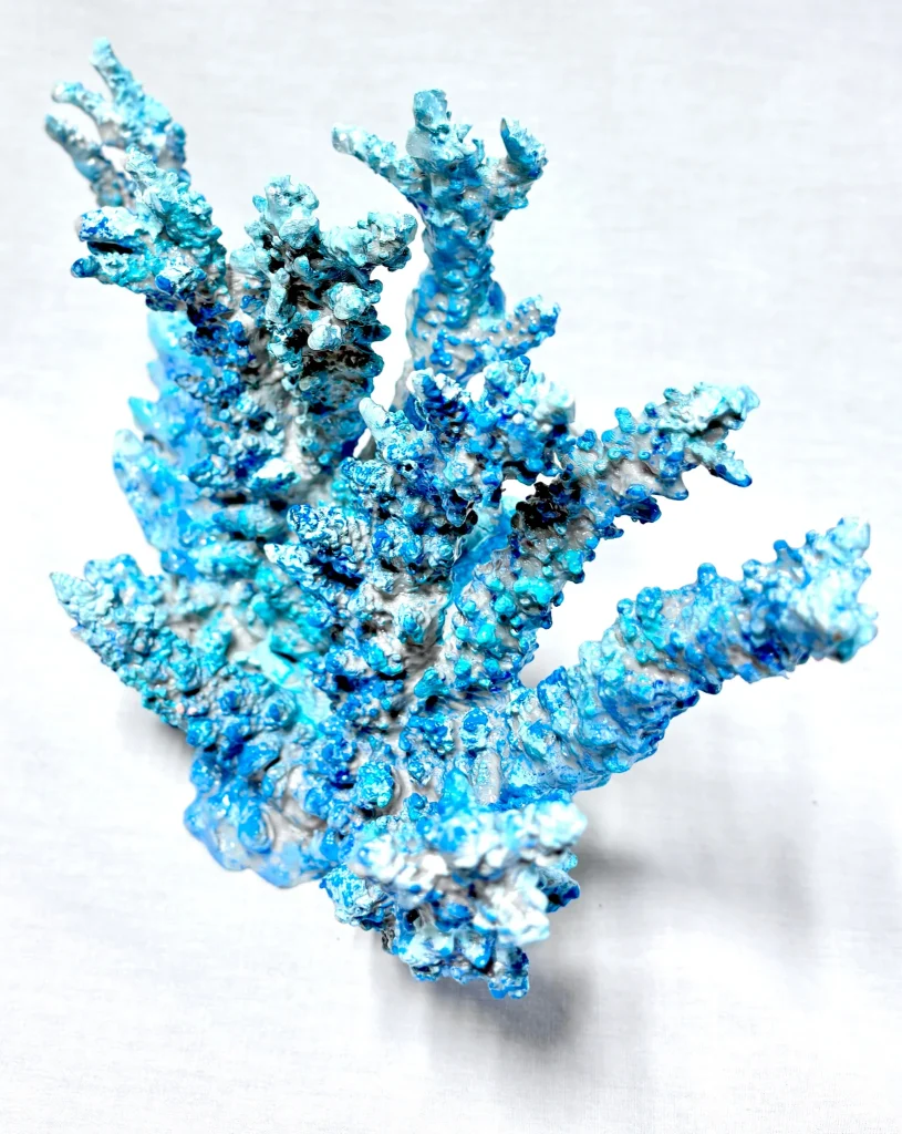 Staghorn Coral