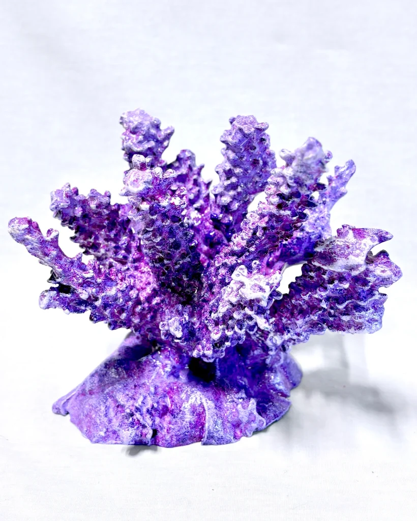 Staghorn Coral 2