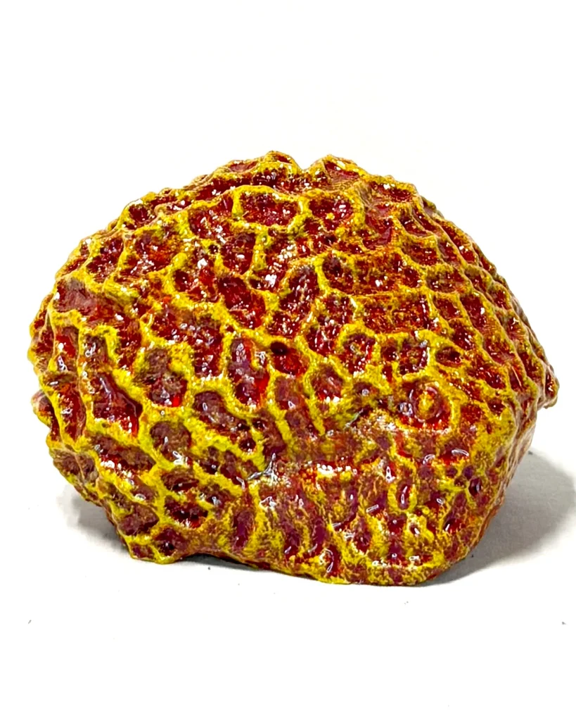 Brain Coral 2